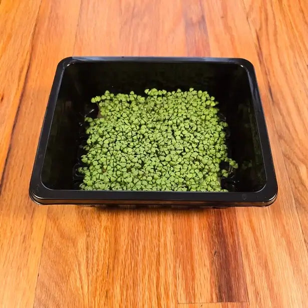 Aquager Technologies Basil (Lemon) product image 1