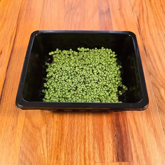 Aquager Technologies Basil (Lemon) product image 1
