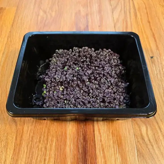 Aquager Technologies Basil (Red Rubin) product image 1