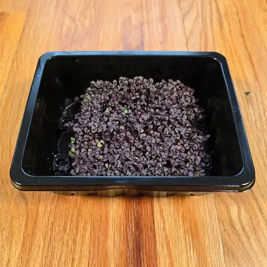 Aquager Technologies Basil (Red Rubin) product image 1