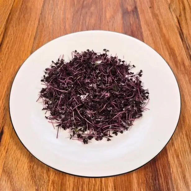 Aquager Technologies Basil (Red Rubin) product image 2