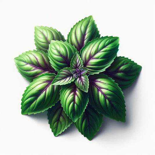 Aquager Technologies Basil (Sweet Thai) (4x) product image 1