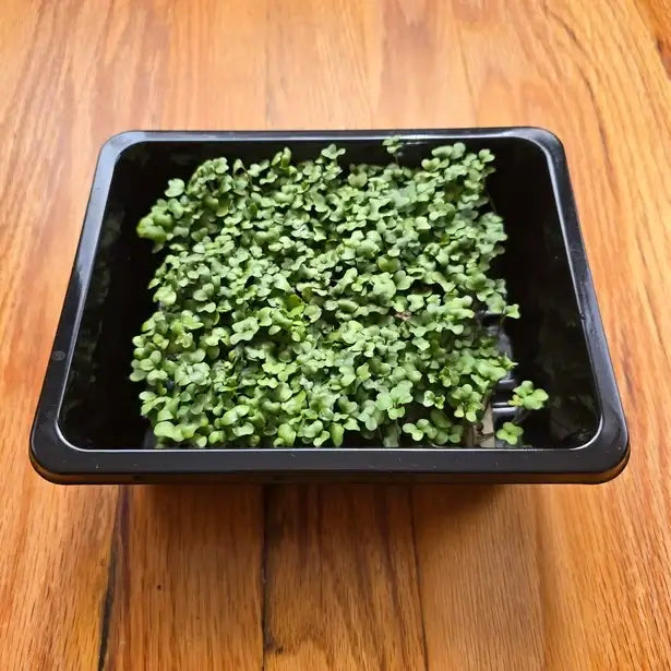 Aquager Technologies Broccoli Planting & Watering product image 1