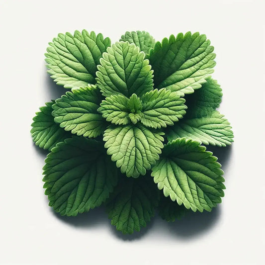 Aquager Technologies Catnip (4x) product image 1