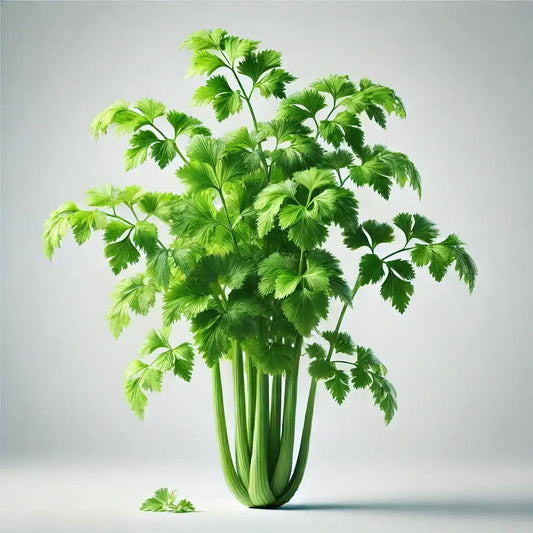 Aquager Technologies Celery (Cutting) (4x) product image 1