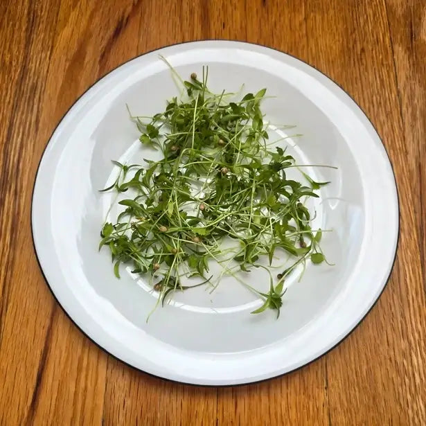 Aquager Technologies Cilantro (Monogerm) product image 2
