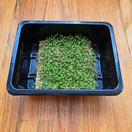Aquager Technologies Clover Planting & Watering product image 1