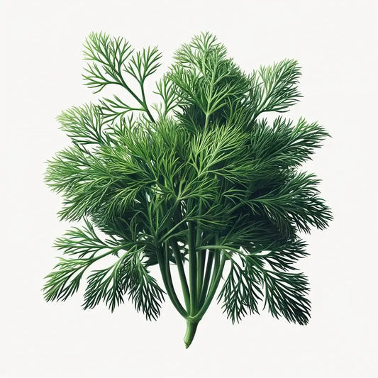 Aquager Technologies Dill (Ella) (4x) product image 1