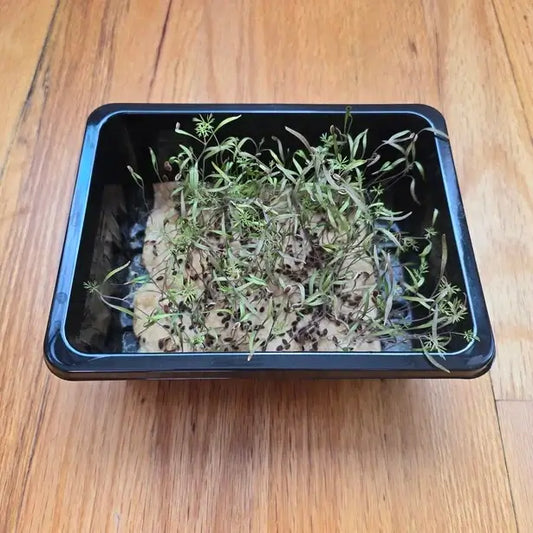 Aquager Technologies Dill Planting & Watering product image 1