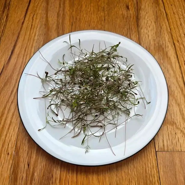 Aquager Technologies Dill Planting & Watering product image 2