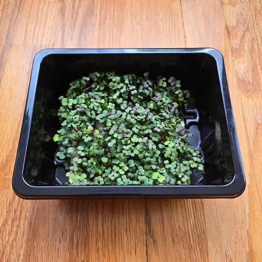 Aquager Technologies Kale (Kalefetti Mix) product image 1