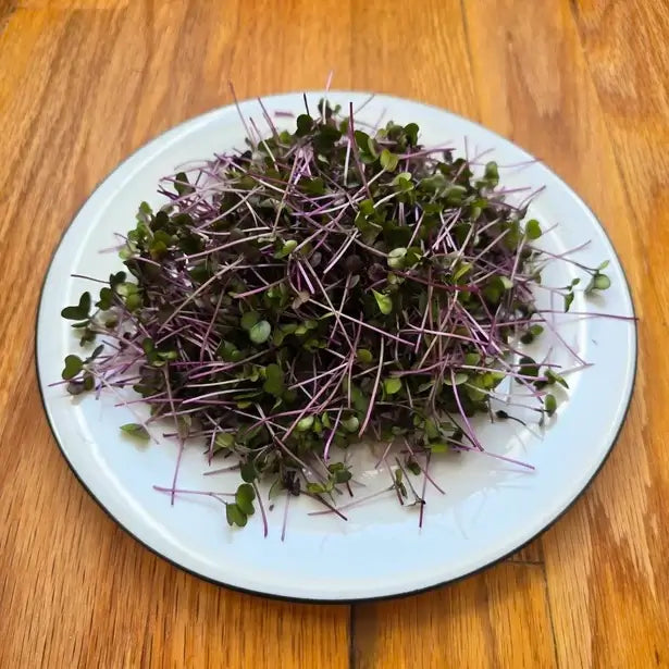 Aquager Technologies Kohlrabi (Purple) product image 2