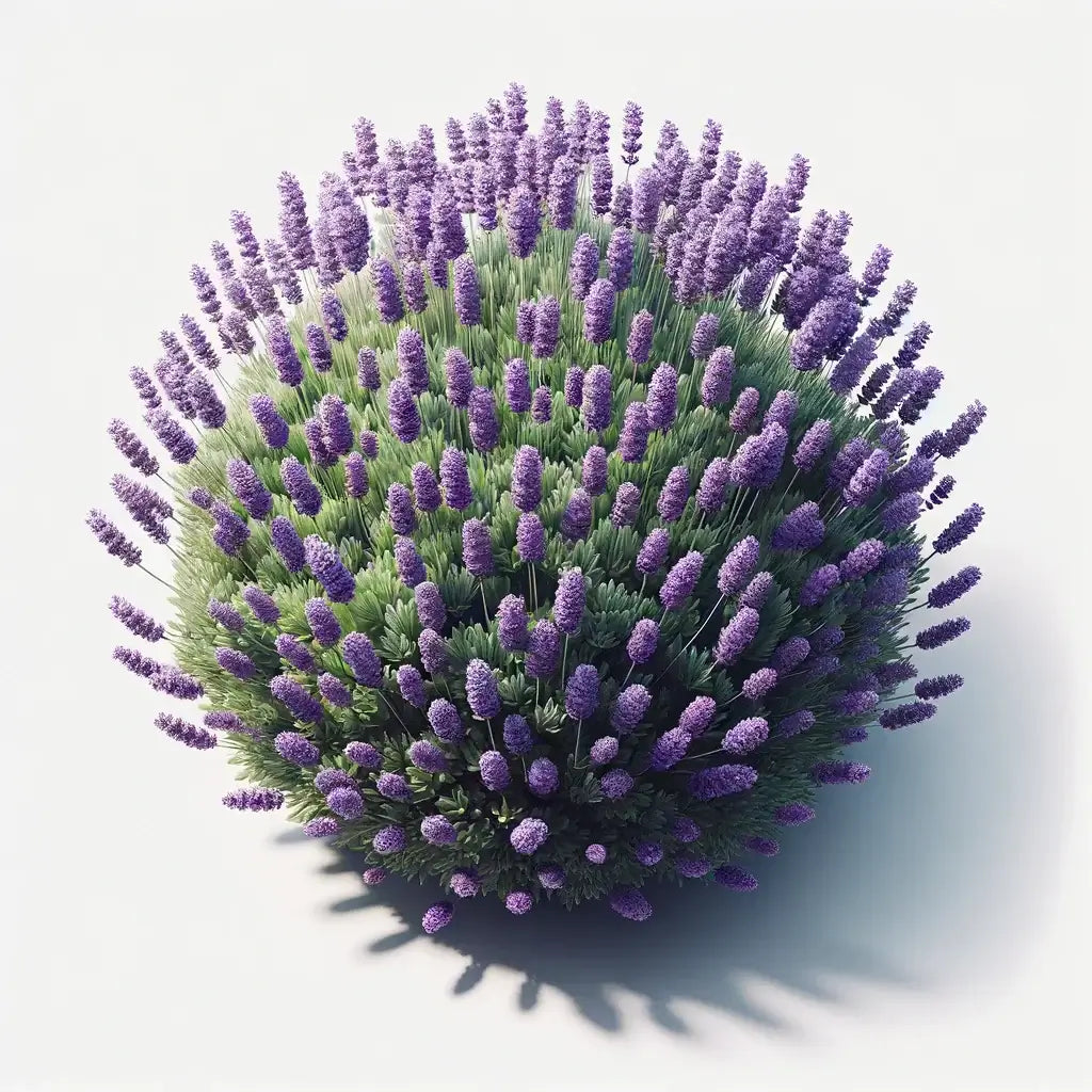 Aquager Technologies Lavender (Munstead) (4x) product image 1