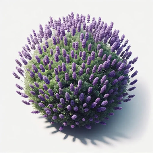 Aquager Technologies Lavender (Munstead) (4x) product image 1