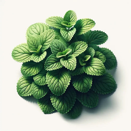 Aquager Technologies Lemon Balm (4x) product image 1
