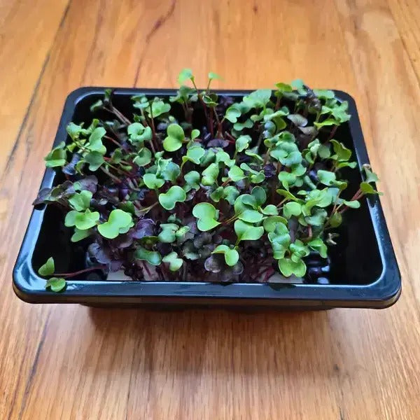 Aquager Technologies Microgreens Nursery product image 2