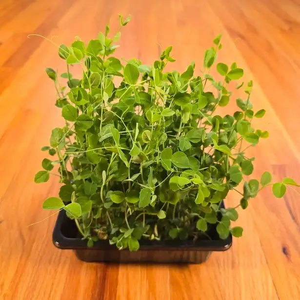 Aquager Technologies Pea Shoots (Field) product image 1