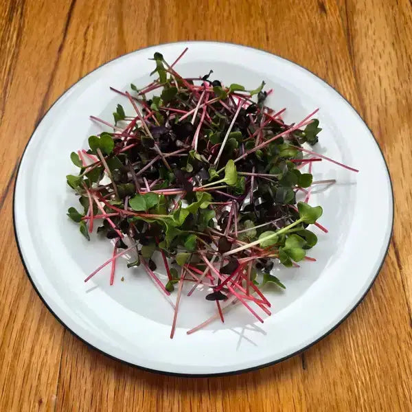 Aquager Technologies Radish (Confetti Mix) product image 2