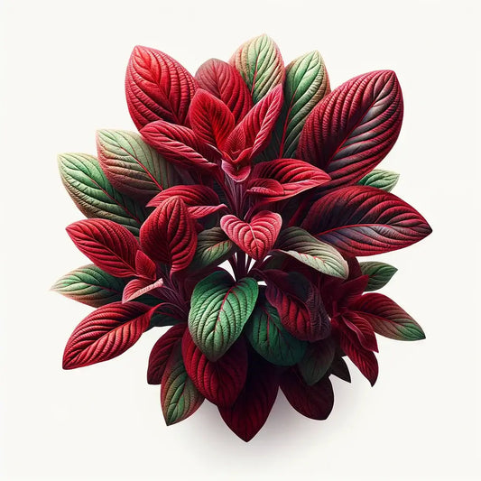 Aquager Technologies Red Amaranth (4x) product image 1