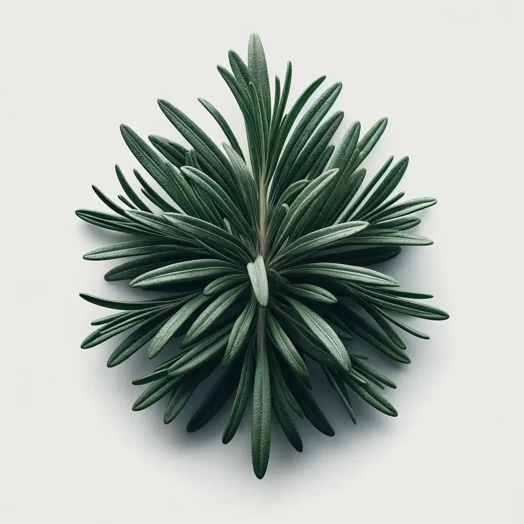 Aquager Technologies Rosemary (4x) product image 1