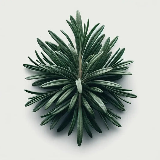 Aquager Technologies Rosemary (4x) product image 1