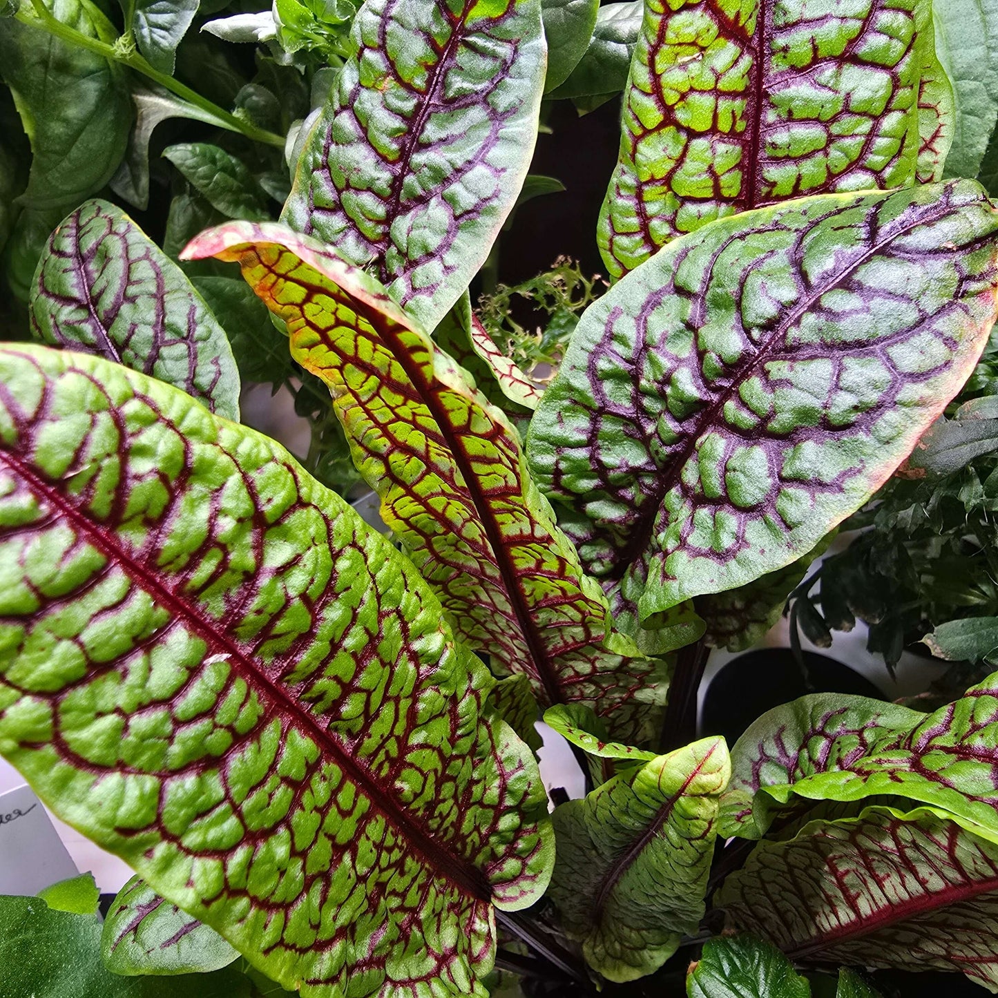 Aquager Technologies Sorrel (Red Veined) (4x) product image 2