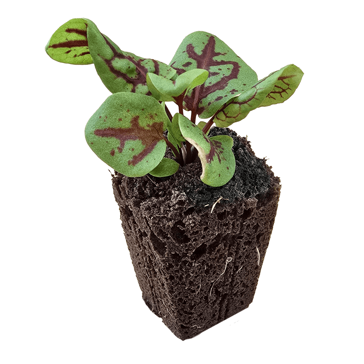 Aquager Technologies Sorrel (Red Veined) (4x) product image 3