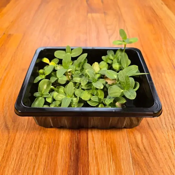 Aquager Technologies Sunflower (Black Oil) product image 1