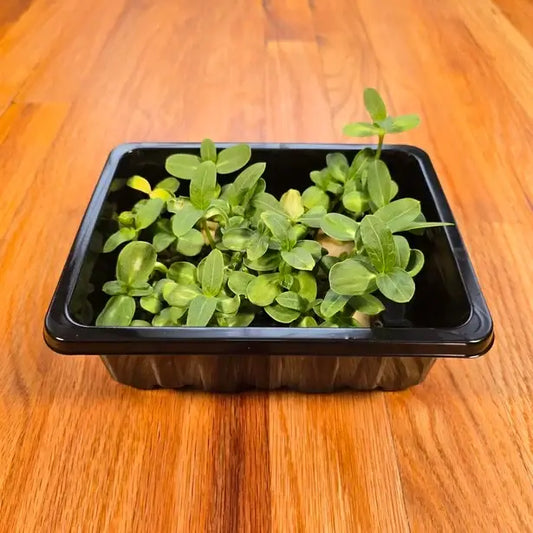 Aquager Technologies Sunflower (Black Oil) product image 1