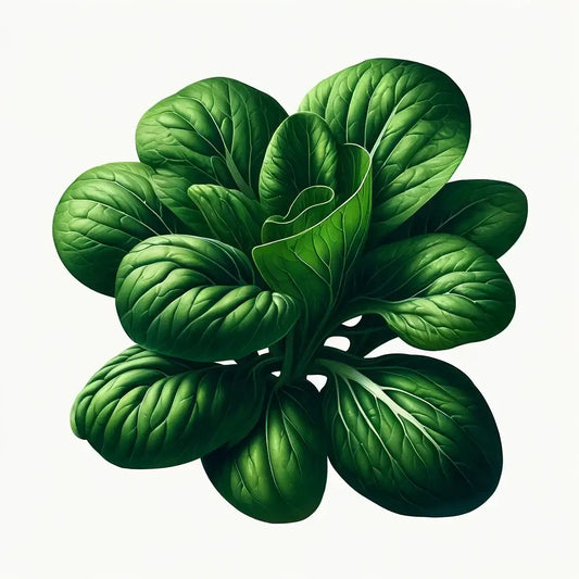 Aquager Technologies Tatsoi (4x) product image 1