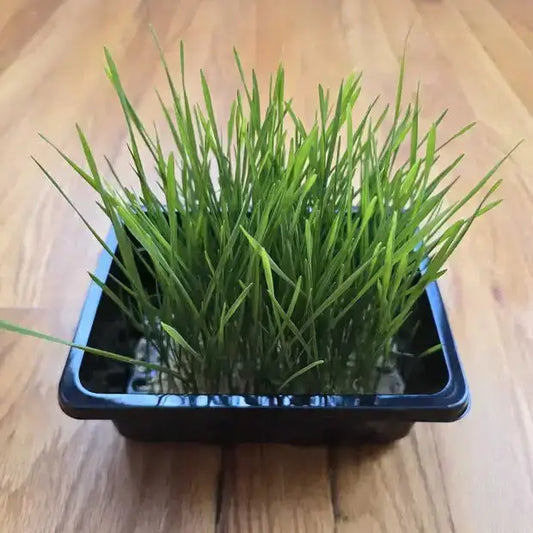 Aquager Technologies Wheatgrass product image 1