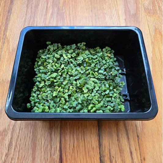 Aquager Technologies Arugula