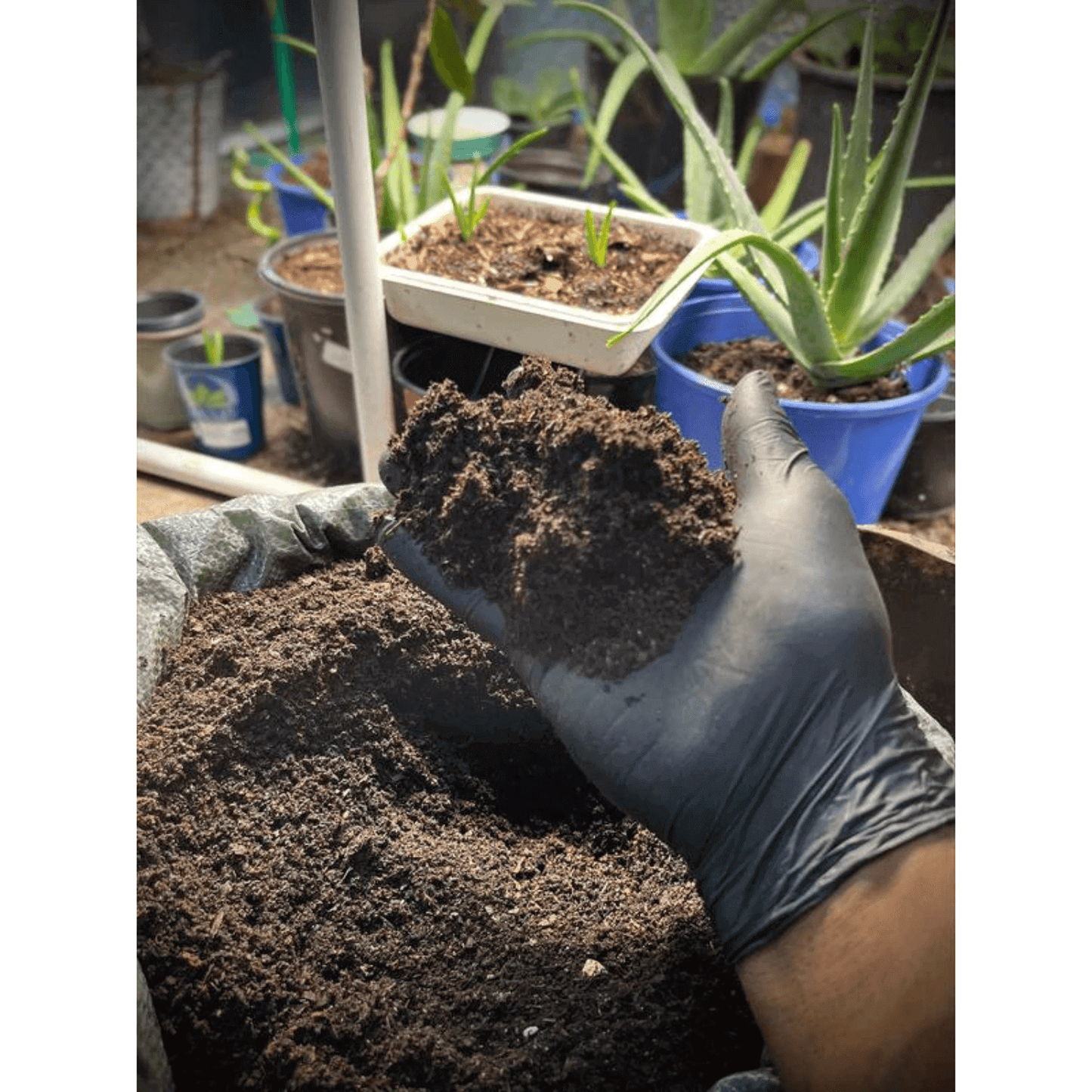 Hand holding rich earthworm castings soil, ready for nourishing plants, with potted green plants in the background.