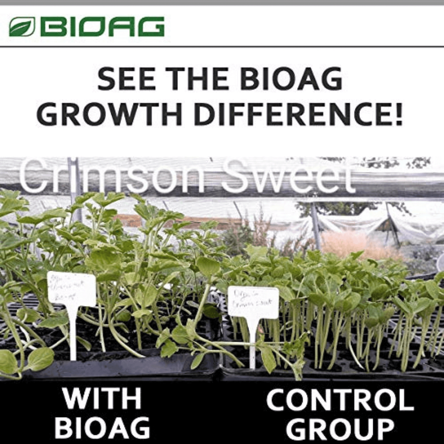 "BioAg growth comparison of Crimson Sweet plants with BioAg treatment vs control group in greenhouse setting"