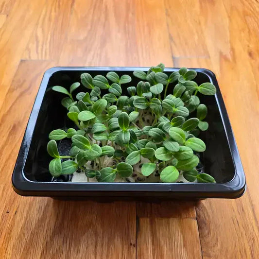 Aquager Technologies Borage