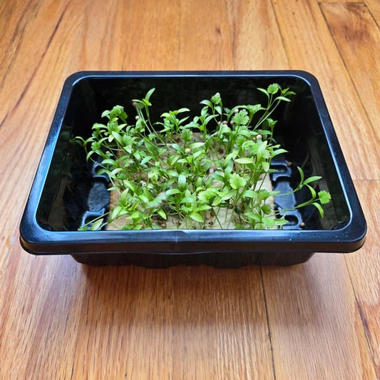 Aquager Technologies Cilantro (Monogerm)