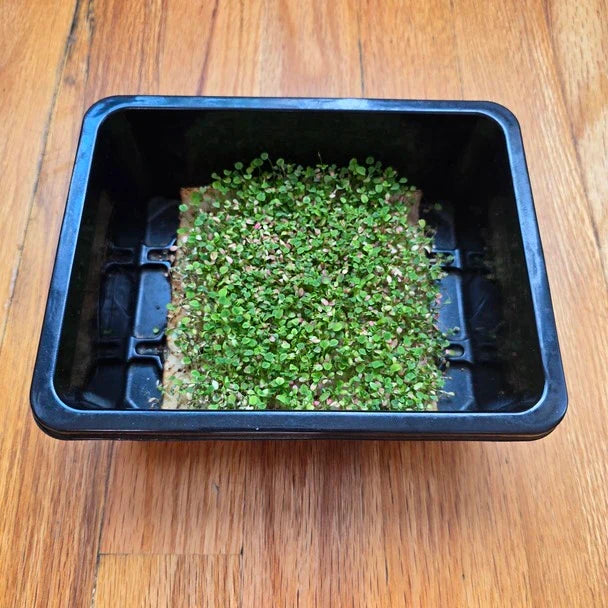 Aquager Technologies Clover