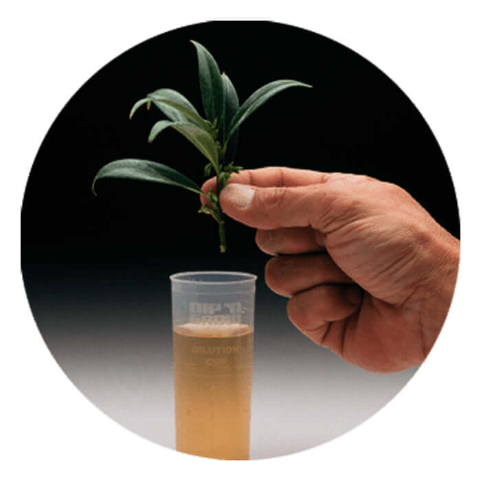 Dip 'N Grow 'N Grow Liquid Rooting Concentrate - 2oz product image 2