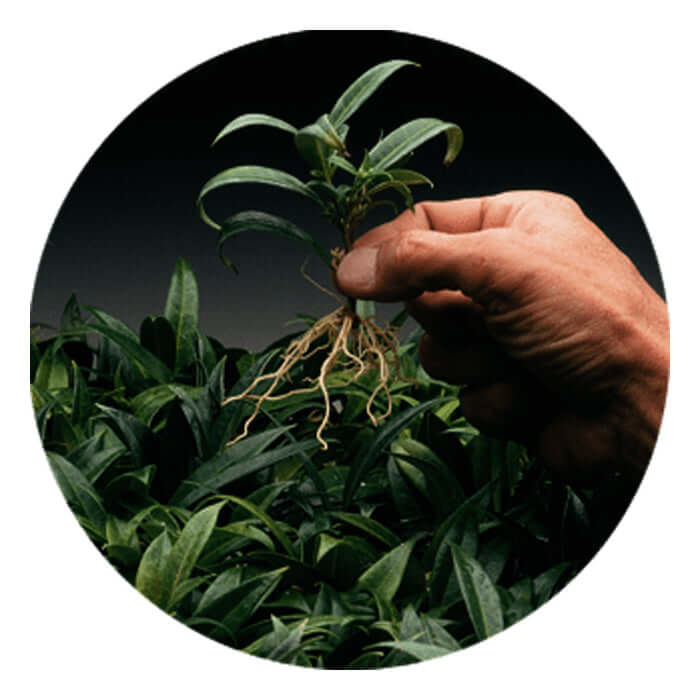 Dip 'N Grow 'N Grow Liquid Rooting Concentrate - 2oz product image 3