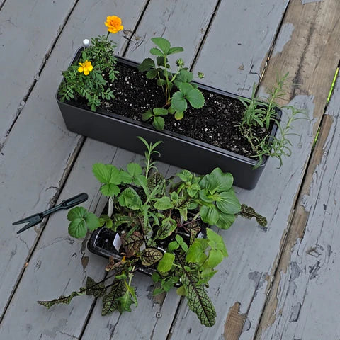 Aquager Technologies Weeder/Dibber Tools