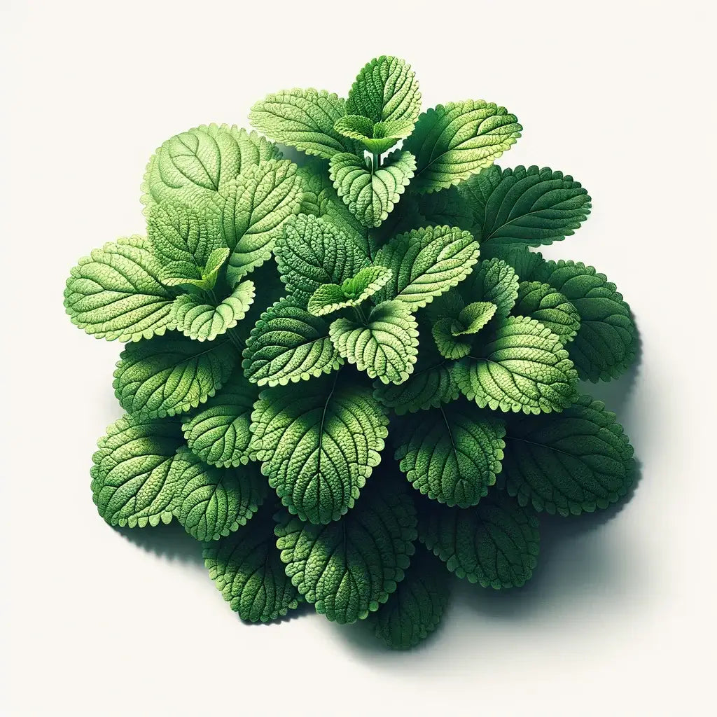 Aquager Technologies Lemon Balm (4x)