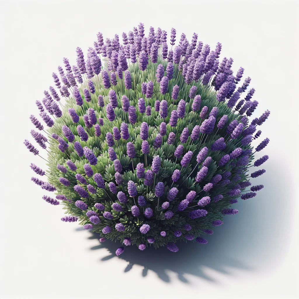 Aquager Technologies Lavender (Munstead) (4x)