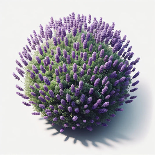 Aquager Technologies Lavender (Munstead) (4x)