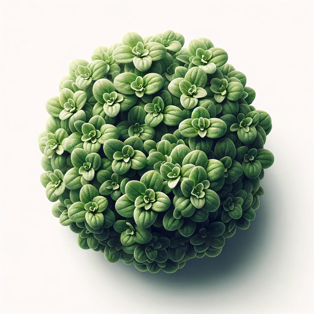 Aquager Technologies Marjoram (Zaatar) (4x)