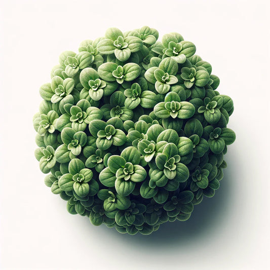 Aquager Technologies Marjoram (Zaatar) (4x)