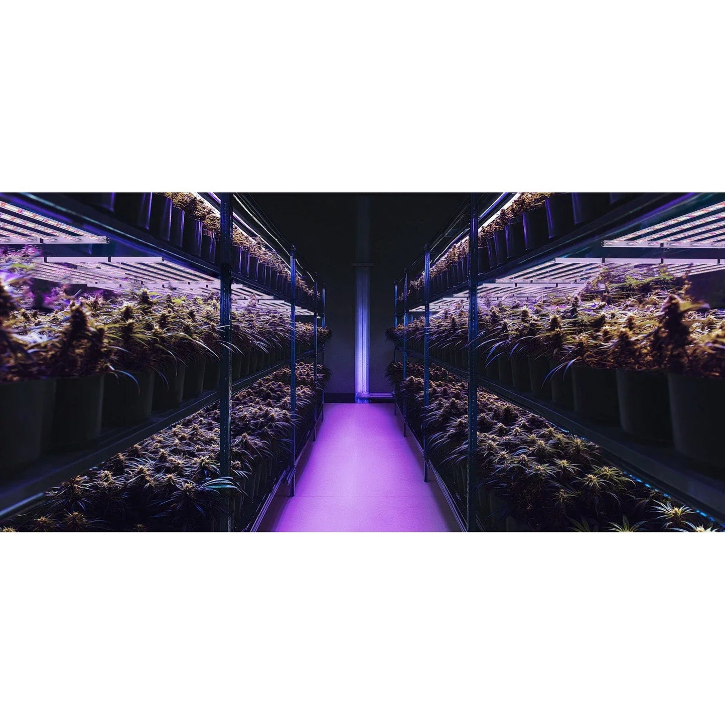 Medic Grow NEO 780 Grow Lights product image 6