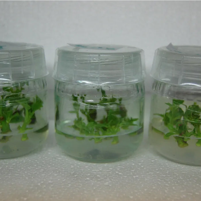 microCLONE Snap-on Lids for Tissue Culture Jars (30-pack) product image 3