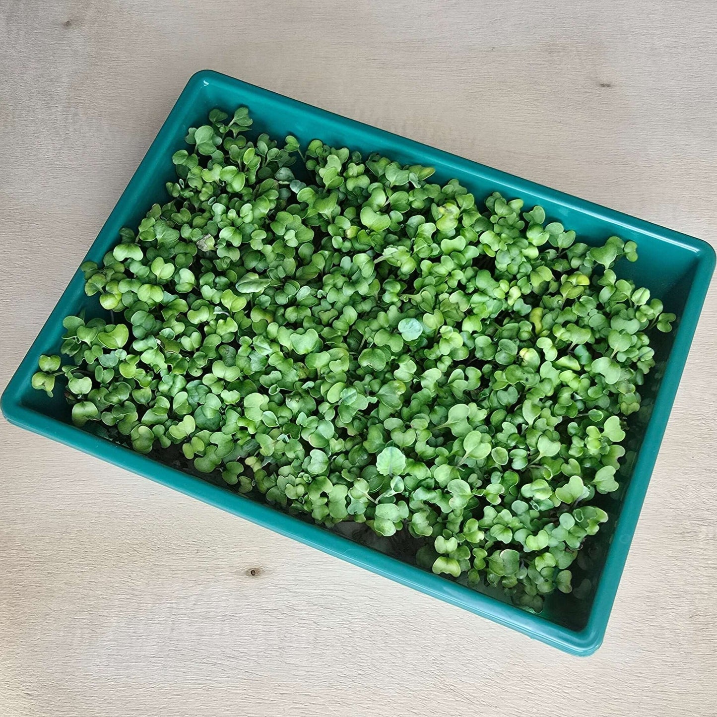 Aquager Technologies Broccoli