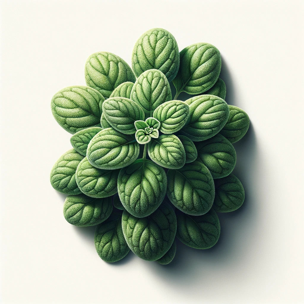 Aquager Technologies Oregano (Greek) (4x)