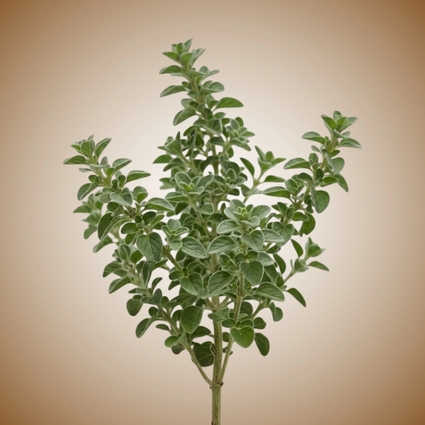 Aquager Technologies Oregano (Greek) (4x)